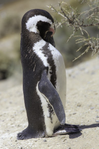 Peninsula Valdés Pinguine